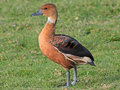 captive Fulvous Whistling Duck